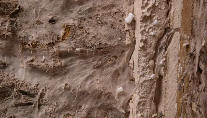 Réalisation d'un traitement de mérule en Vendée par OCPC